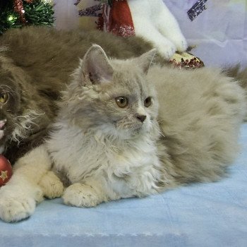 chaton Selkirk Rex Longhair lilac & blanc Zéphyr Chatterie du Val de Brenne chaton Selkirk Rex Longhair lilac & blanc Zéphyr Chatterie du Val de Brenne