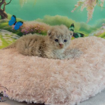 chaton #Selkirk Rex Longhair lilac & blanc Zéphyr Chatterie du Val de Brenne chaton #Selkirk Rex Longhair lilac & blanc Zéphyr Chatterie du Val de Brenne