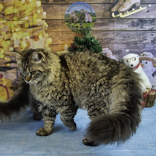 Ziggy Du Val de Brenne Mâle Selkirk Rex Longhair