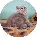 chaton lilac bloched tabby