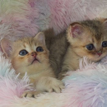 Chaton British Shorthair Aphrodite ❤ Loulou 2021 Chatterie du Val de Brenne Chaton British Shorthair Aphrodite ❤ Loulou 2021 Chatterie du Val de Brenne