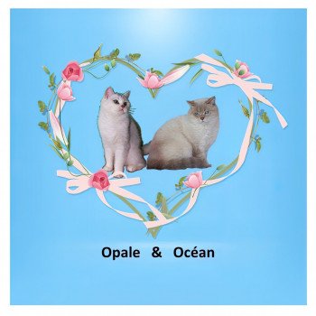 Portée Opale ❤ Océan 2022