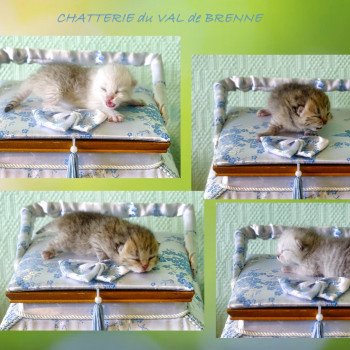 Chaton British Shorthair Opale ❤ Océan 2022 Chatterie du Val de Brenne