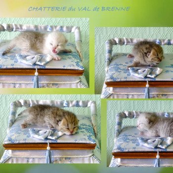 Chaton British Shorthair Opale ❤ Océan 2022 Chatterie du Val de Brenne Chaton British Shorthair Opale ❤ Océan 2022 Chatterie du Val de Brenne