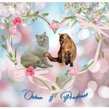o et p o et p